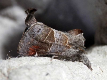 Clostera pigra 